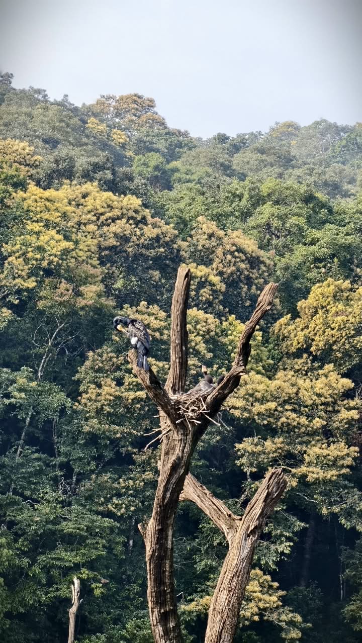 Forest restoration